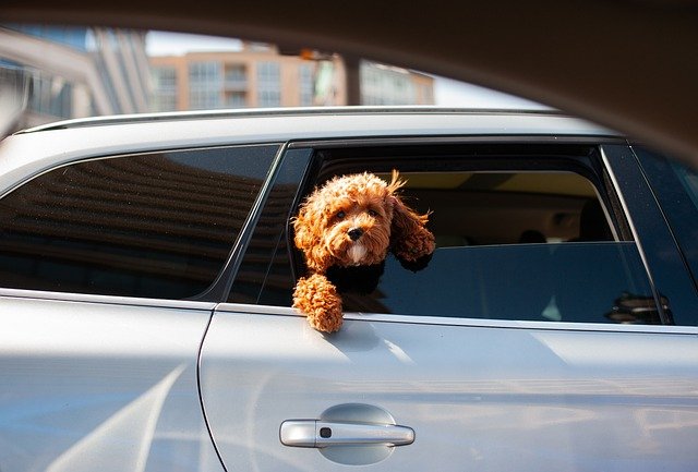 Transporte de mascotas en coche